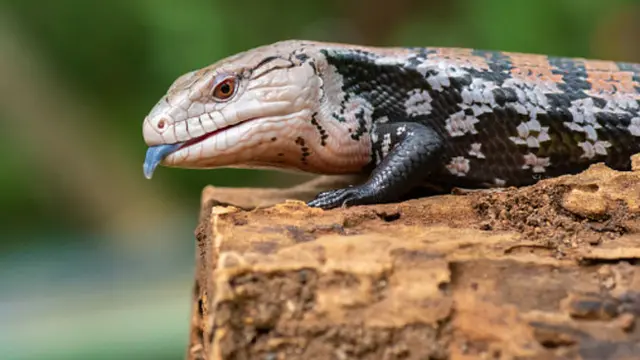 Blue-tongued skink atau kadal berlidah biru. (Unsplash/Cavan Images)