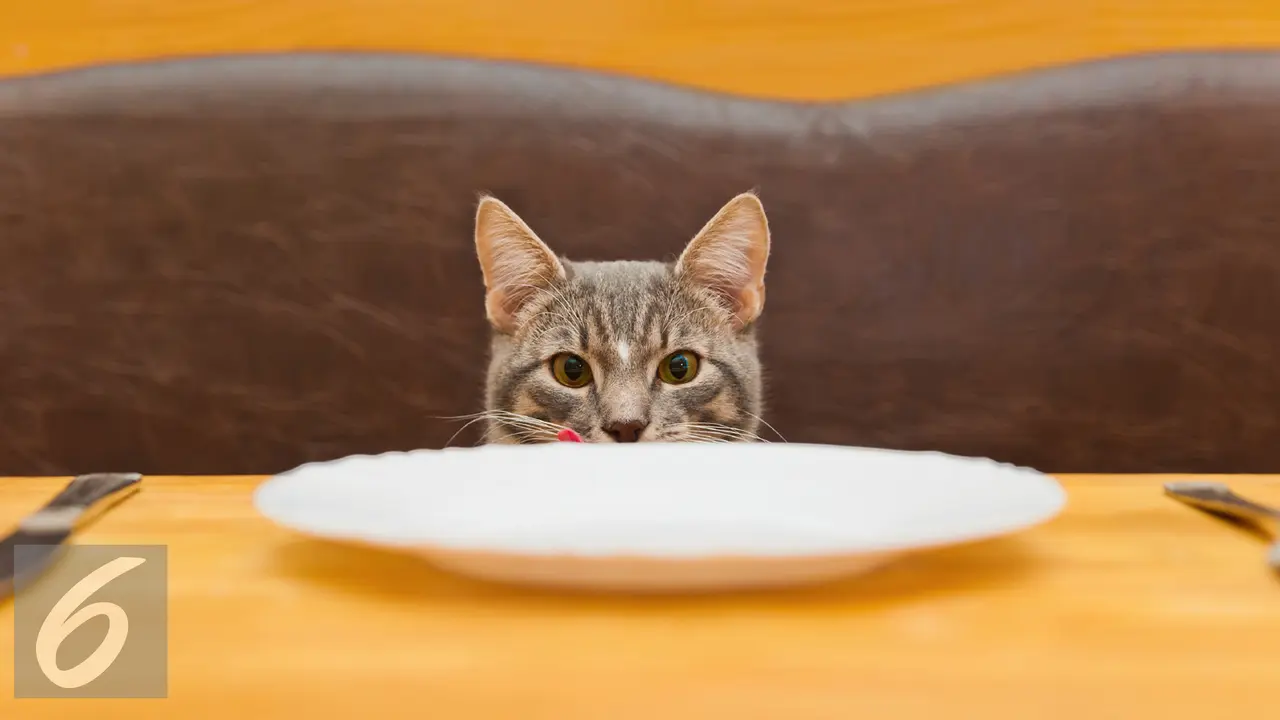 12 Cara Meningkatkan Nafsu Makan Kucing, Bikin Sehat dan Lincah - Hot
