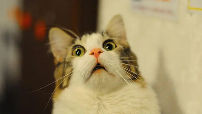 5 Nama Produk Asing yang Bikin Orang Indonesia Ngilu Mendengarnya