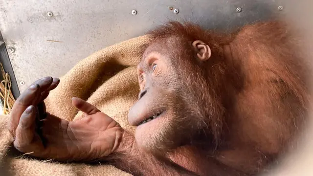 Orangutan yang berhasil dipulangkan kembali ke Indonesia.
