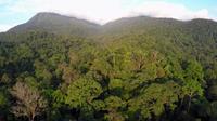 Pemandangan lebatnya pohon di Taman Nasional Gunung Palung, Kabupaten Kayong Utara, Provinsi Kalimantan Barat. (dok. tngunungpalung.com)