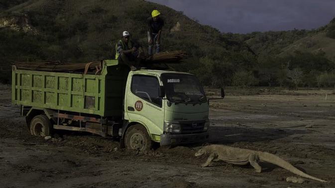 Seekor Komodo menghadang truk proyek di Pulau Rinca (dok: @KawanBaikKomodo)