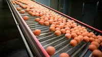 Jangan Simpan Telur dalam Rak Pintu Kulkas, Ini Alasannya...