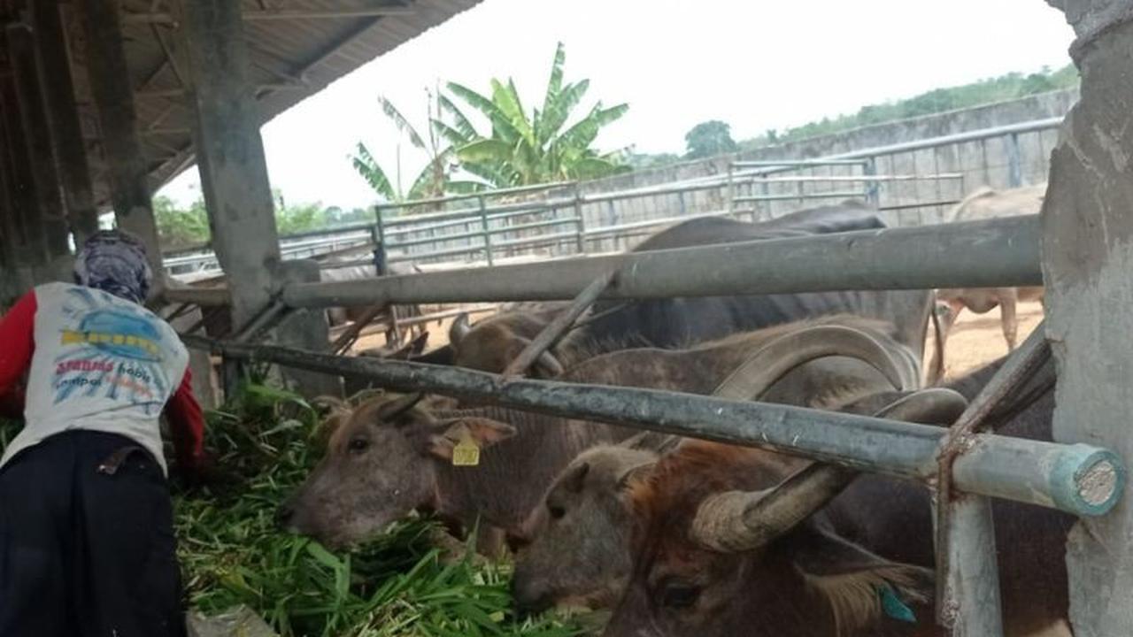Dulu Sentra Nasional, Inseminasi Buatan Kerbau Lebak Digenjot untuk Capai Swasembada Daging