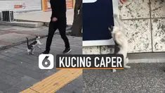 Kelakuan kucing ini bikin gemes.
