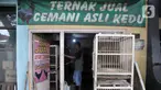 Safak (46) saat memberi pakan ayam Cemani di peternakan rumahan kawasan Kedu, Kabupaten Temanggung, Jawa Tengah (27/2/2023). Kecamatan Kedu yang berada di Kabupaten Temanggung terkenal sebagai pusat ternak sekaligus daerah asal ayam Cemani. (merdeka.com/Iqbal S Nugroho)