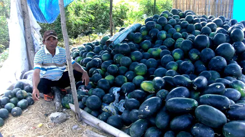 Di Lombok, Pedagang Semangka Panen Rezeki