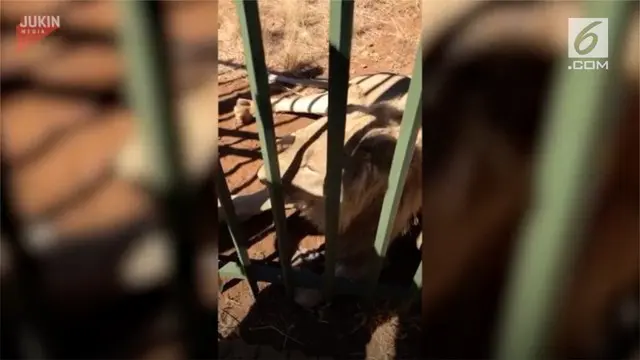 Saat mencoba membelai seekor singa, tangan atlet ini digigit. Tindakan nekat ini terekam dalam sebuah video.