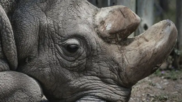 Sudan, Badak Putih jantan teraakhir di dunia akhirnya mati (© EPA)