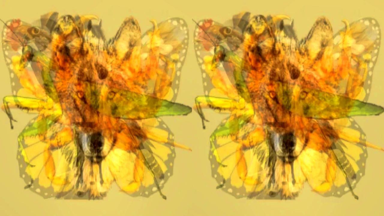 Hewan Pertama yang Dilihat Ungkap Sifat Dominan Kamu