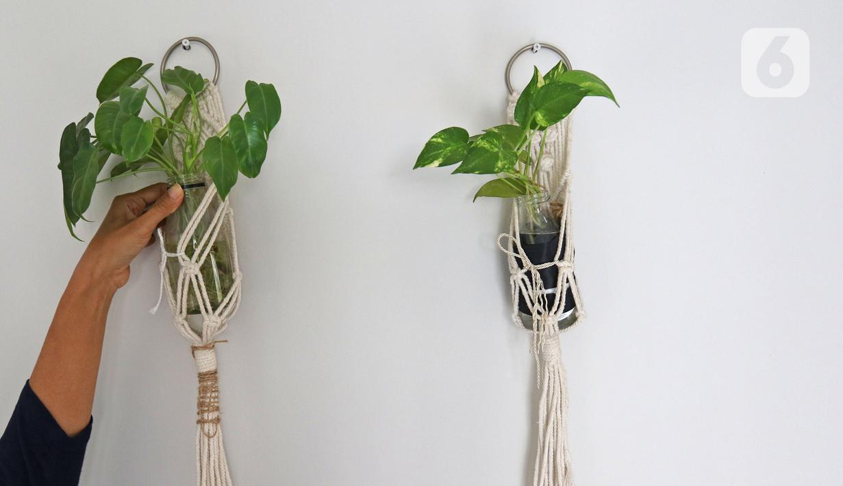 Penulis Skenario, Swastika Nohara (42) menjadikan tanaman sebagai hiasan dinding kediamannya, Bintaro, Jakarta, Rabu (15/07/2020). Untuk mengusir kejenuhan, kegiatan baru yang rutin dilakukan Swastika Nohara adalah merawat, mengoleksi serta membudidayakan tanaman hias. (Liputan6.com/Herman Zakharia