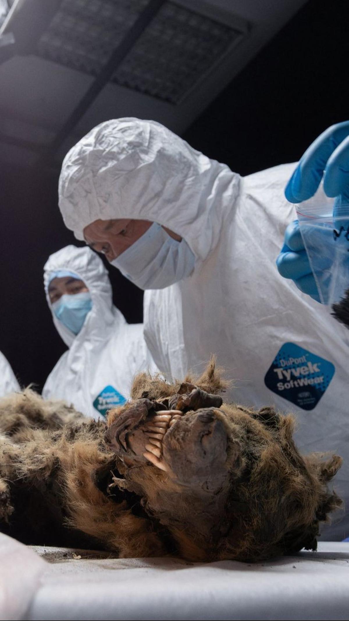 “Ini adalah penemuan predator Pleistosen akhir yang pertama di dunia,” kata Albert Protopopov, kepala departemen studi fauna mamut di Yakutia Academy of Sciences, sebagaimana dikutip Reuters (28/6).&nbsp;Foto: Michil Yakovlev/North-Eastern Federal Uni