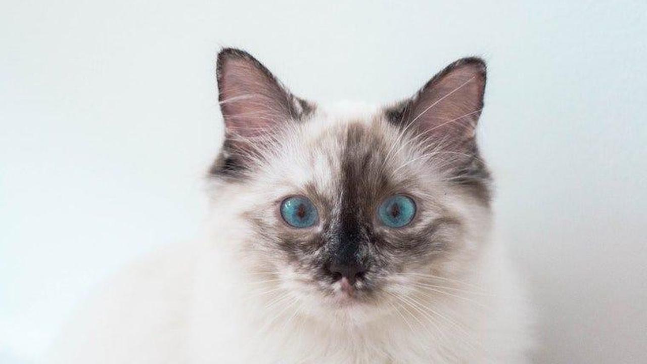 Ilustrasi Kucing Moggy