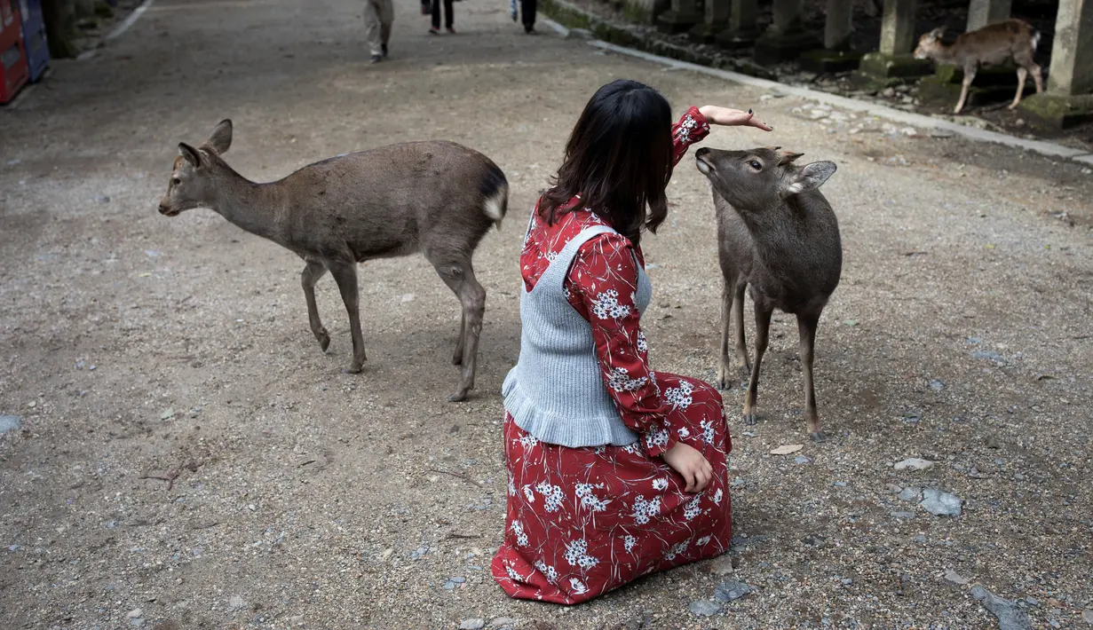 Seorang turis membelai rusa yang ada di taman Nara, kota Nara, Jepang pada 7 Desember 2018. Taman Nara yang memiliki luas 600 hektare ini, menjadi tempat tinggal bagi lebih dari 1.000 ekor rusa liar. (Behrouz MEHRI / AFP)