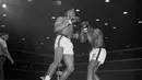 Muhammad Ali saat mengalahkan Sonny Liston dalam laga kelas berat di Miami, 25 Februari 1964. (AFP)
