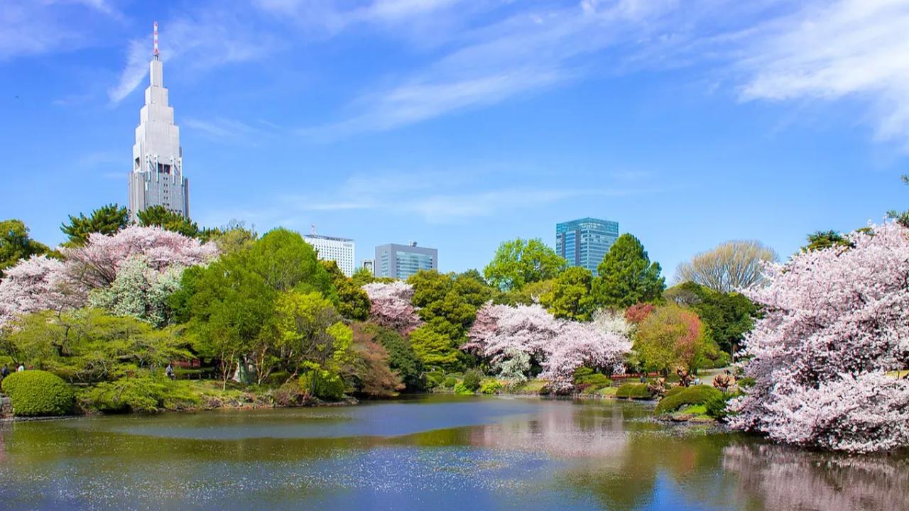 11. Waktu yang Tepat untuk Mengunjungi Shinjuku Gyoen di Musim Semi