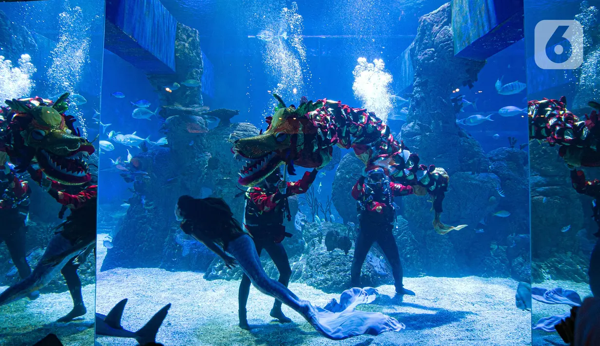 Liong dan putri duyung menghibur pengunjung di Jakarta Aquarium & Safari (JAQS), Jakarta Barat, Jumat (12/2/2021). Pertunjukan Liong Show bawah air yang diikuti oleh para putri duyung tersebut untuk memeriahkan Hari Raya Imlek 2572 atau Tahun Baru China. (Liputan6.com/Faizal Fanani)