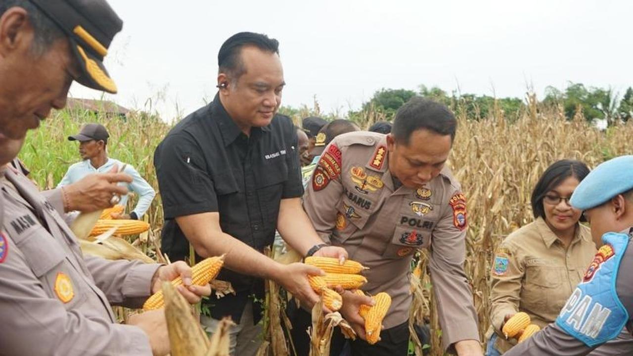 Polda Papua Tengah Panen Jagung Raya, Perkuat Ketahanan Pangan Nasional di Tanah Papua
