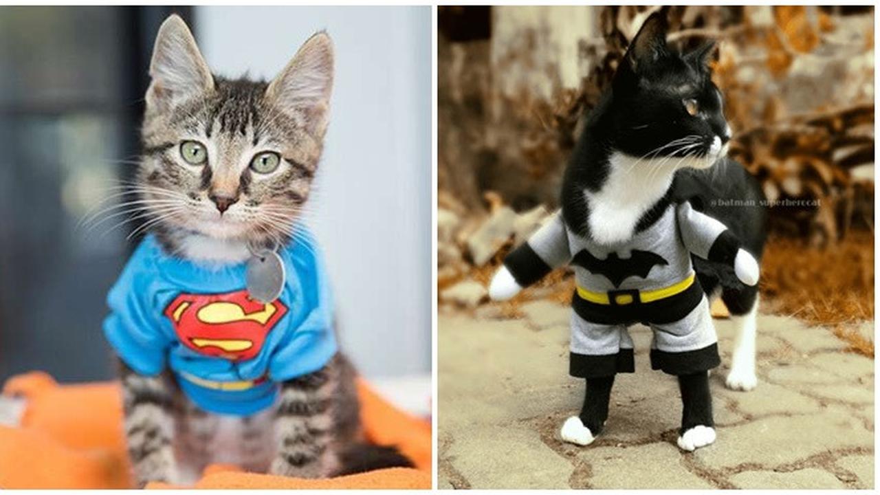 Potret Lucu Saat Kucing Berkostum Superhero Ini Bikin Gemes