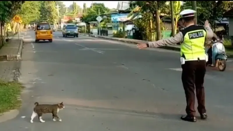 Polisi Sebrangkan Kucing