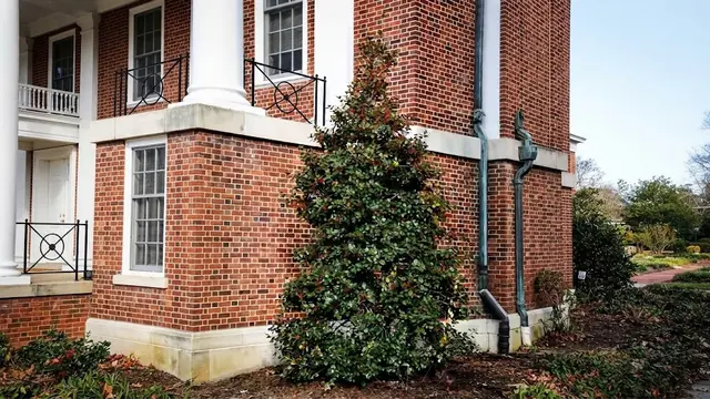 American Holly