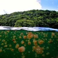 Panorama indah berbalut keunikan danau ubur-ubur di Indonesia.