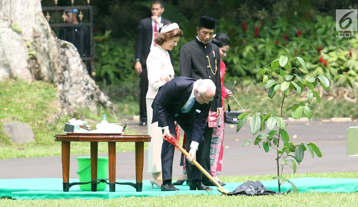 Raja Carl XVI Gustaf menanam pohon saat kunjungannya di Istana Bogor, Jawa Barat, Senin (22/5). Setelah melakukan penanaman pohon, Jokowi mengajak Raja Carl XVI Gustaf dan Ratu Silvia untuk berkeliling Kebun Raya Bogor. (Liputan6.com/Angga Yuniar)