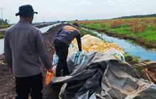 Polresta Banjarmasin Sukses Rampungkan Panen Jagung 44 Ton di Lahan Rawa, Dukung Ketahanan Pangan