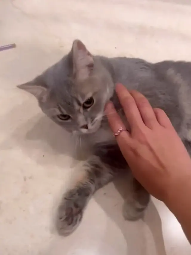 Dulu Sempat Takut, Ini 7 Potret Prilly Latuconsina Adopsi Kucing Imut Bernama Mochi