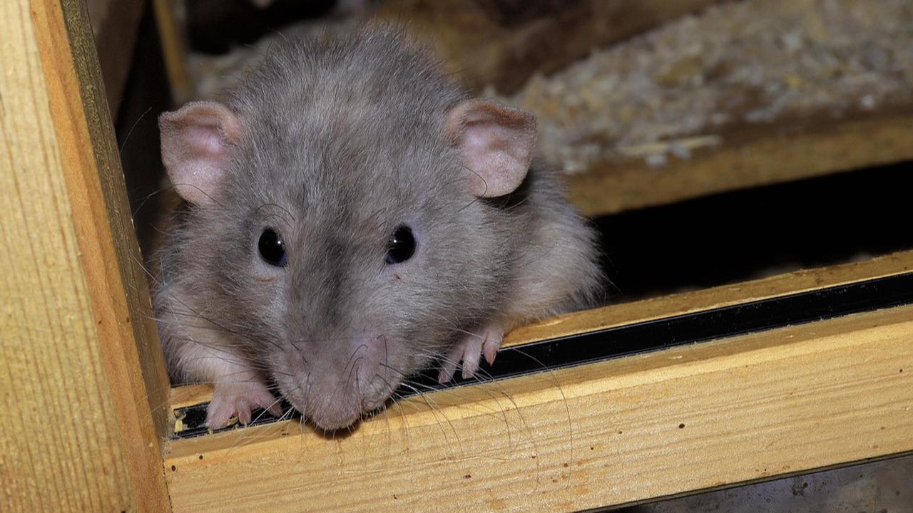 5 Metode Aman Usir Tikus dari Plafon Tanpa Racun, Bikin Rumah Tetap Aman dan Bersih