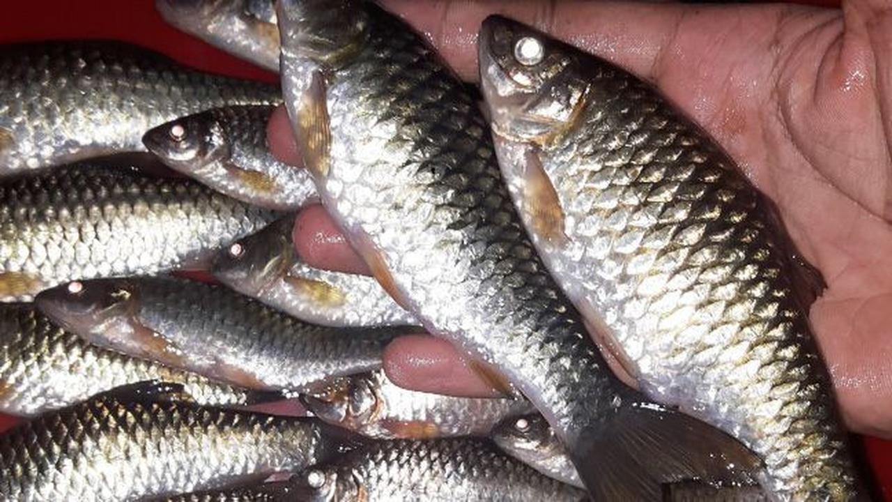 7 Manfaat Ikan Wader bagi Kesehatan, Makanan Tinggi Protein yang Baik untuk Otak