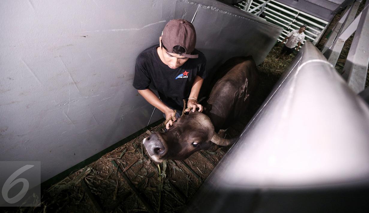 Petugas memeriksa kondisi sapi yang baru saja tiba di Pelabuhan Tanjung Priok Jakarta, Selasa (9/2). Kementerian Pertanian RI mendatangkan sebanyak 500 ekor sapi asal NTT diangkut dengan kapal khusus ternak Camara Nusantara I. (Liputan6.com/Faizal Fanani)