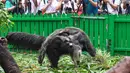 Seekor induk trenggiling bersama dua bayinya terlihat di Taman Safari Chimelong di Guangzhou, Provinsi Guangdong, China pada 10 Juni 2020. Bayi tenggiling kembar jantan dan betina, yang lahir pada 3 Maret tahun ini, diperkenalkan ke publik . (Xinhua/Liu Dawei)