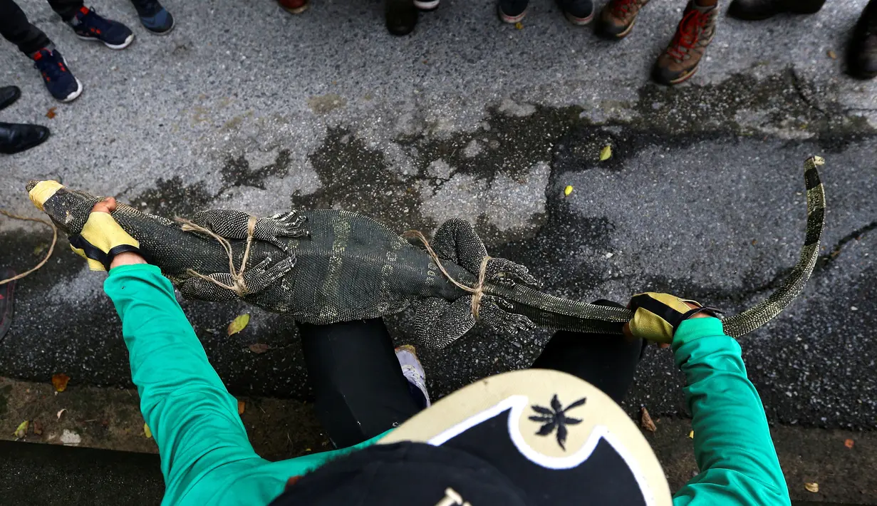 Pekerja memperlihatkan biawak yang berhasil ditangkap di Taman Lumpini, Bangkok, Thailand, Selasa (20/9). Proses penangkapan biawak sepanjang hampir 2 meter itu menjadi perhatian pengunjung taman. (REUTERS / Athit Perawongmetha)