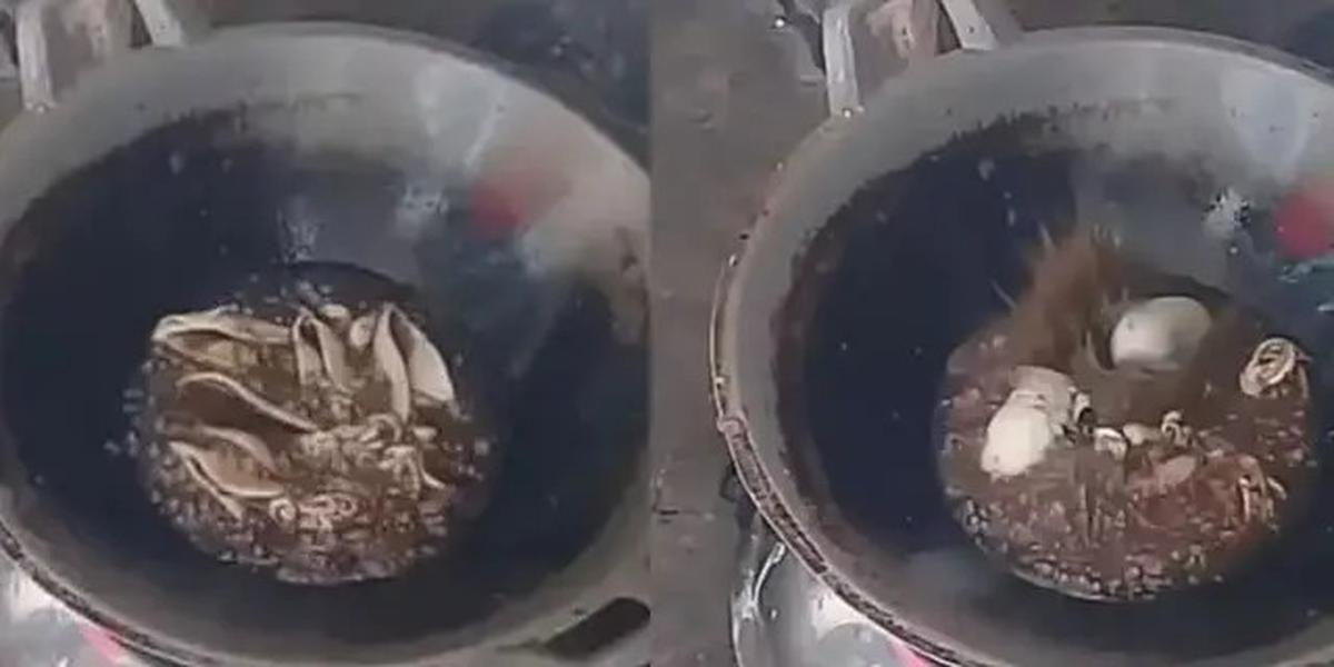 Cara Menggoreng Cumi Agar Tidak Meletus Tanpa Tambahan Bahan Apapun