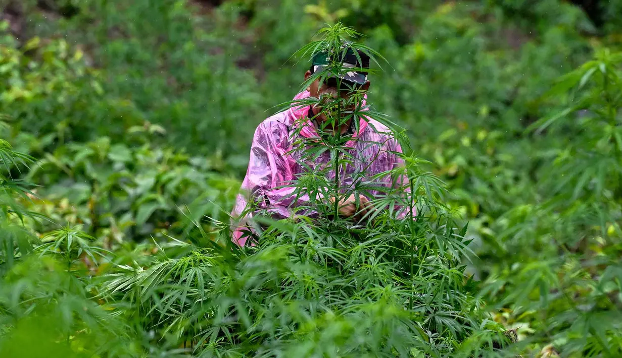 Prajurit Tentara Indonesia  Angkatan Darat bersiap untuk memusnahkan tanaman ganja selama selama penggerebekan ladang ganja di Indrapuri, provinsi Aceh, Sabtu (06/07/2026). (AFP/ Chaideer Mahyuddin)