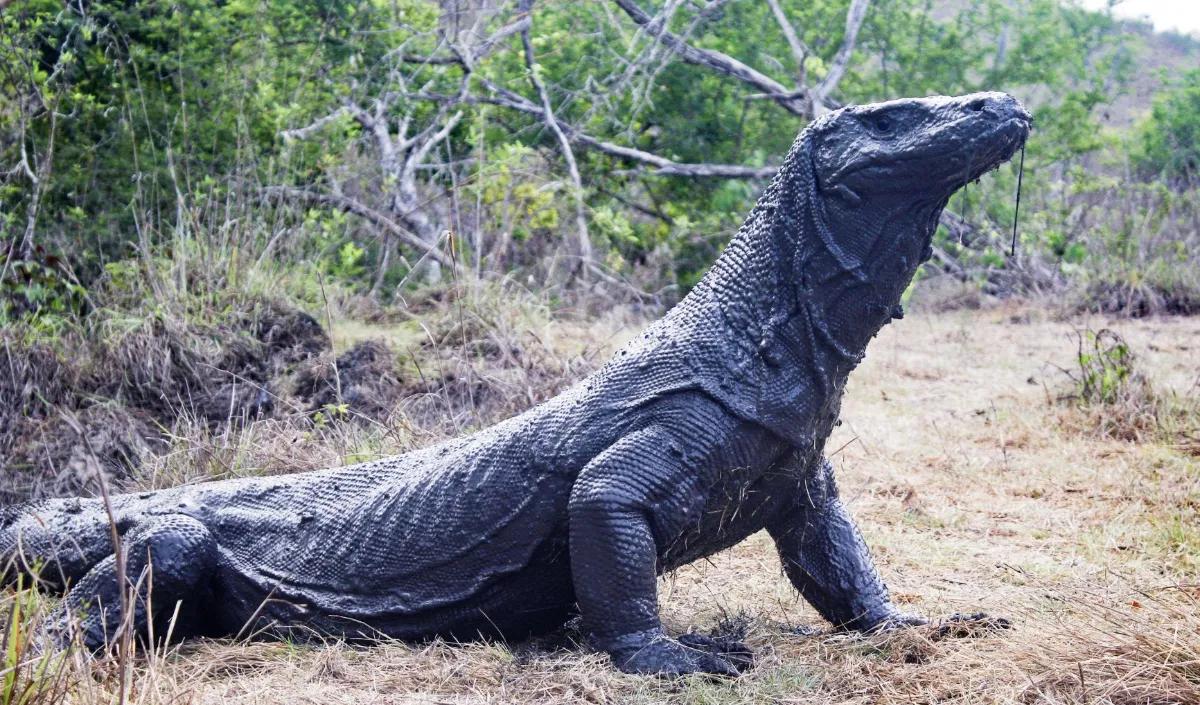 Secara umum populasi Komodo meningkat dalam lima tahun terakhir.<br>