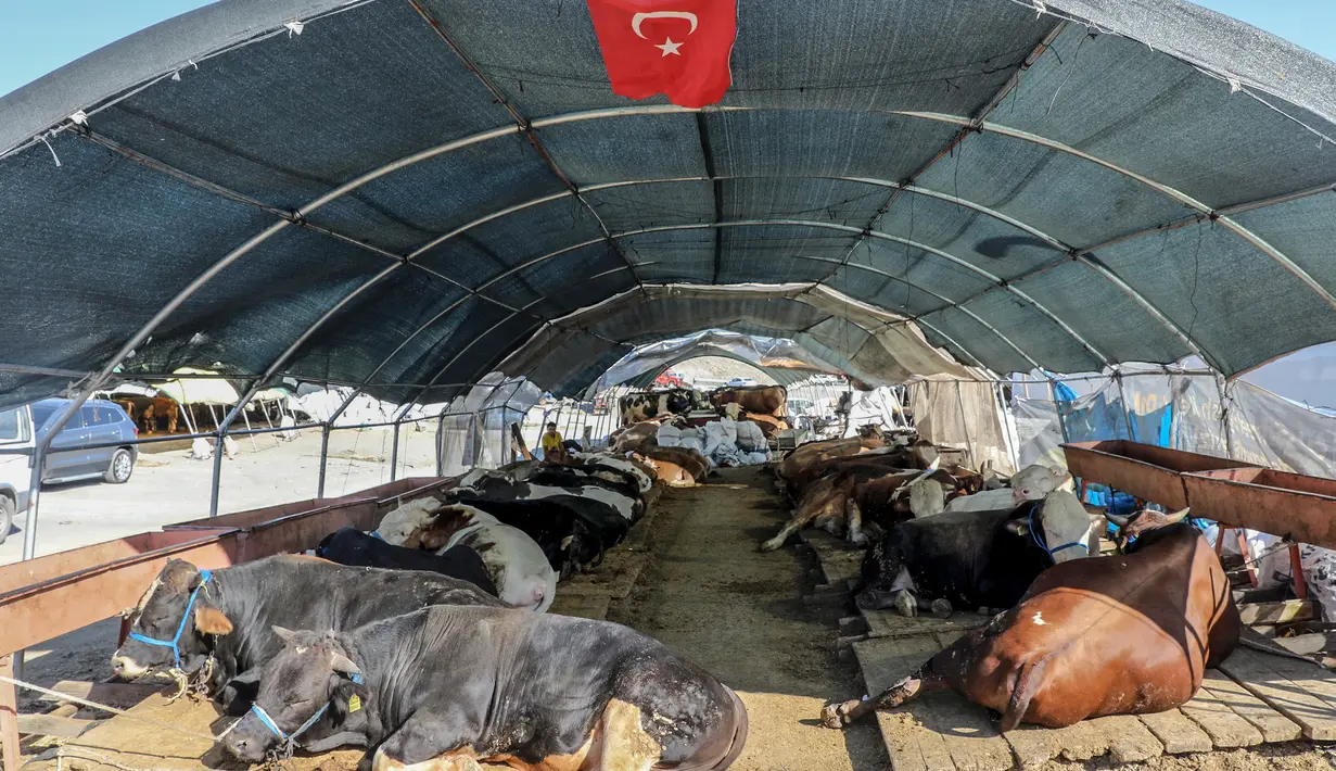 Gambar ini menunjukkan hewan kurban di pasar darurat yang didirikan oleh Kotamadya Yenimahalle menjelang hari raya Idul Adha di lingkungan Yakacik, Ankara, Turki, Senin (12/7/2021). Hari suci umat Muslim, Idul Adha dilaksanakan dengan menyembelih hewan kurban. (Adem ALTAN / AFP)