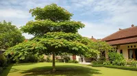 7 Jenis Pohon untuk Depan Rumah yang Bisa Membuat Udara Lebih Dingin saat Siang Hari