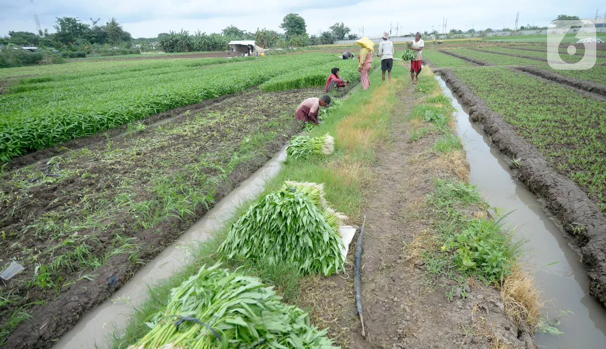 Petani sedang memanen sayuran segar berbagai jenis seperti Kangkung, Sawi dan bayem di Kelurahan Batusari,  Batuceper, Kota Tangerang,  Banten, Selasa (22/12/2020). Harga sayuran segar antara Rp 2000 ribu hingga Rp 3000 ribu per ikat. (merdeka.com/Dwi Narwoko)