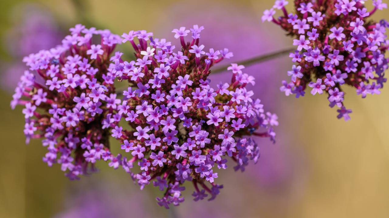Verbena Tanaman Hias Berbunga Warna Ungu