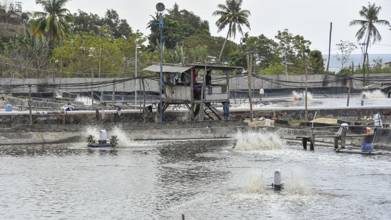 NTB Kebut Hilirisasi 5 Komoditas Kelautan: Strategi Jitu Dongkrak Ekonomi dan Entaskan Kemiskinan Ekstrem