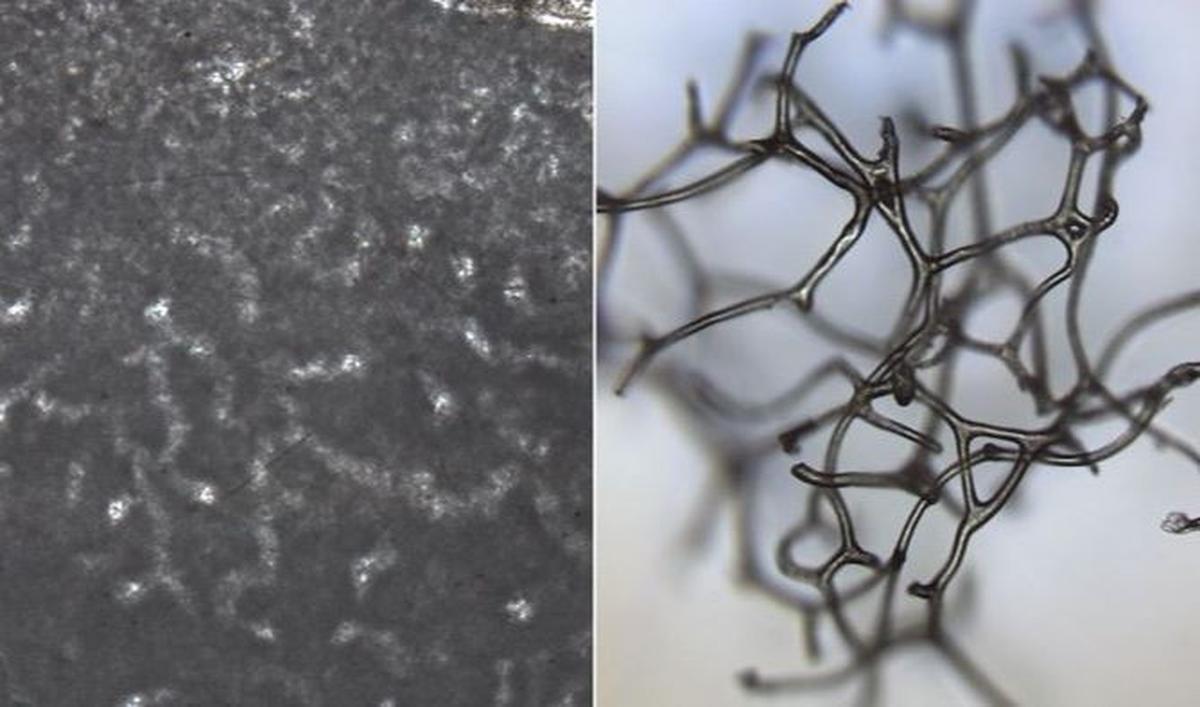 "Saya rasa ini bukan akhir dari cerita. Ini hanya awal dari fase yang sangat menarik," ujar Robert Rıdınguniversitas di University of Tennessee, Knoxville.