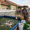 Usaha Ternak Ikan Air Tawar Panen 2 Bulan di Rumah Subsidi (Foto: AI)