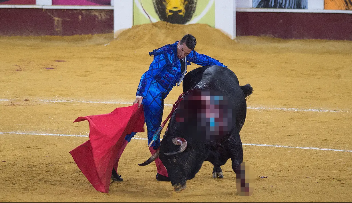 Matador Spanyol Jose Maria Manzanares melakukan operan dengan muleta saat  adu banteng Picassiana di arena adu banteng Malagueta di Malaga, Spanyol (19/8/2019). (AFP Photo/Jorge Guerrero)