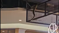 Viral Ular Menggantung di Mall, Bikin Pengunjung Panik Ketakutan