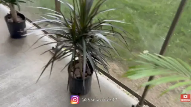 Potret Taman Rumah Gisela Cindy di Kanada