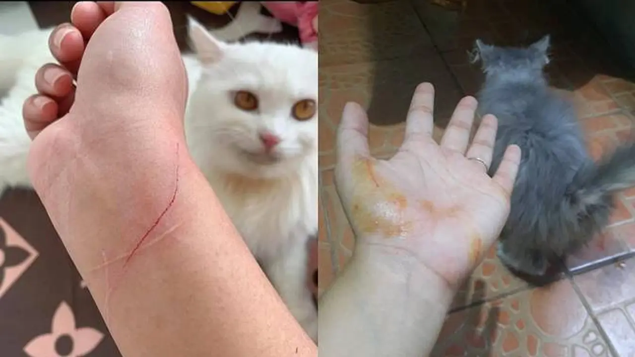 7 Potret Ulah Kucing Bandel Cakar Majikan Ini Bikin Ngilu
