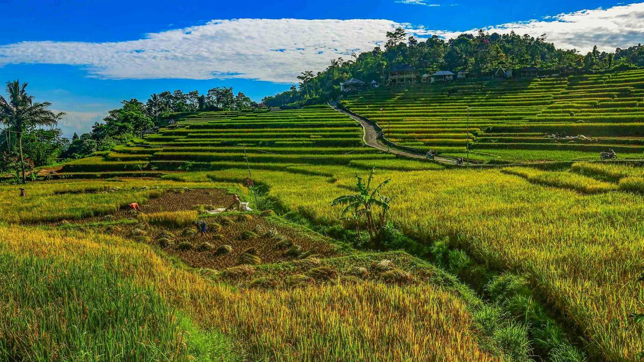 FOTO: Panen Padi di Terasering Cisalada