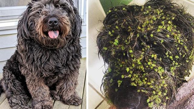 7 Potret Kocak Anjing Habis Bermain Lumpur, Gemes Banget